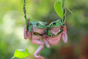 Two Dumpy frogs on a plant, Indonesia