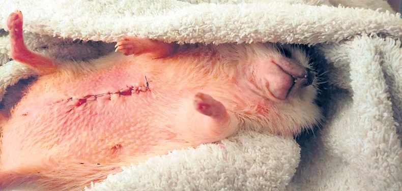 Ježica se oporavlja u gazdaričinom krilu