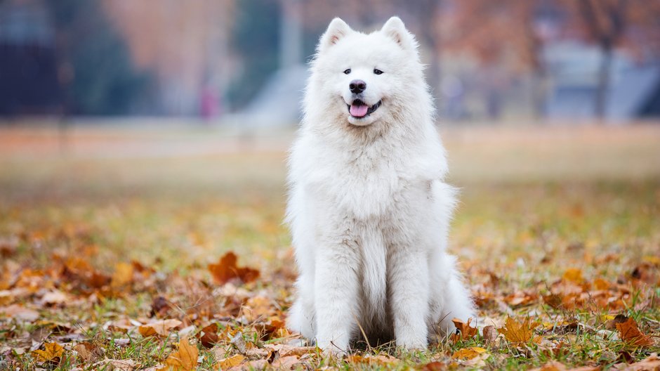 Samoyed - Andrey Bandurenko/stock.adobe.com