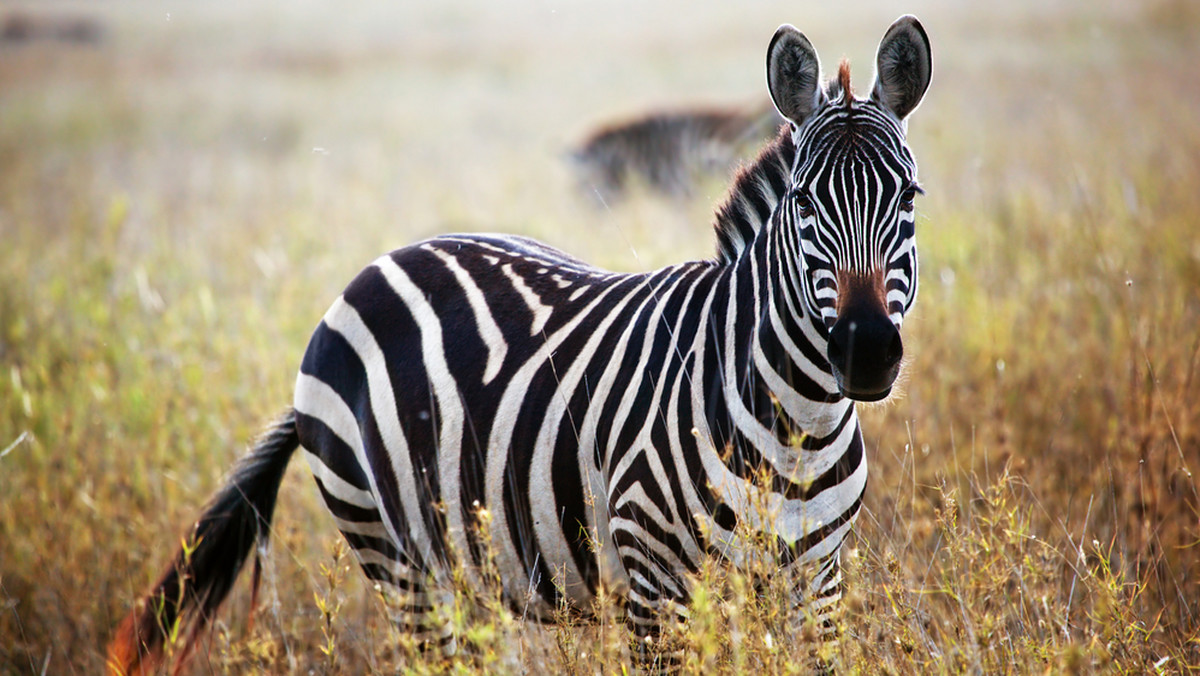 W sieci pojawiło się dziwne zdjęcie przedstawiające... zwierzę. Nie wiadomo tylko, czy to prawdziwa zebra, czy może... osioł zebrę udający.