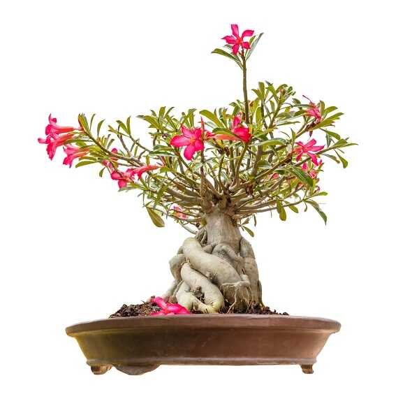 Bonsai z adenium