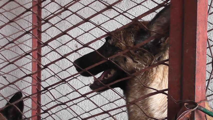 Vlasnički psi izujedali dečaka u Loznici 