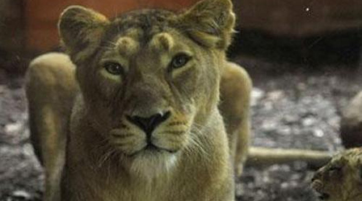 Három oroszlánkölyök született a Fővárosi Állatkertben