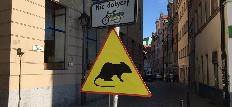 Wrocławska straż miejska włącza się do walki ze szczurami. Będą wzmożone kontrole