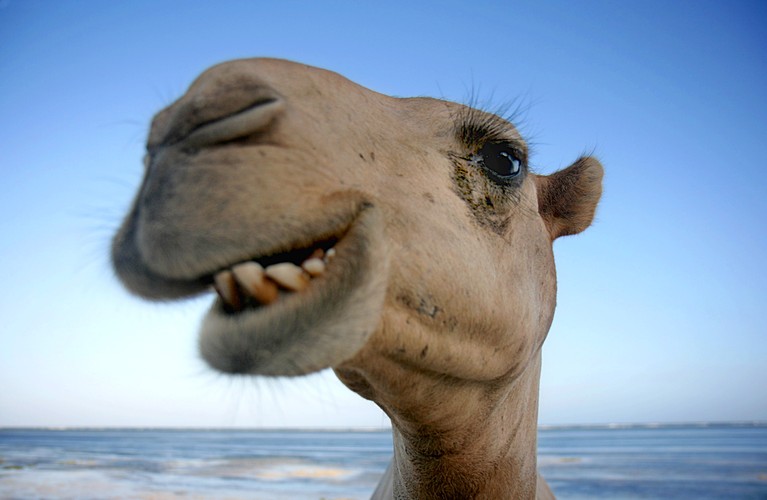 A więlbłąd na plaży w Mombasie cieszy się, że nie musi dźwigać turystów, którzy boją się przyjeżdżać do Kenii