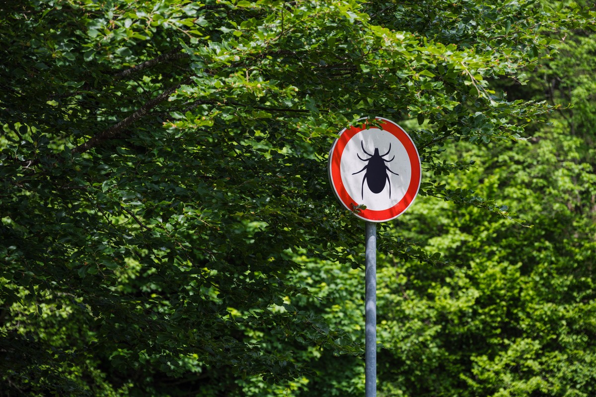 Kleszcze przenoszą zarówno choroby bakteryjne, jak borelioza, jak i wirusowe, jak kleszczowe zapalenie mózgu