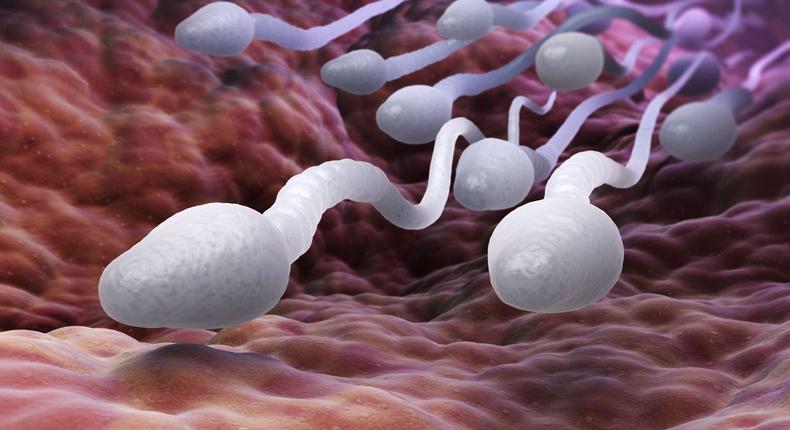 sperme-spermatozoides