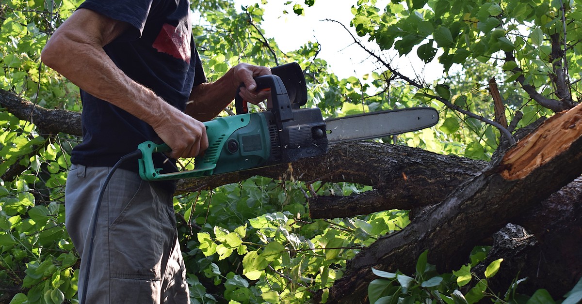 Wniosek o wycięcie drzewa 2025 - wzór. Kiedy i jak złożyć wniosek online, aby wyciąć drzewo?