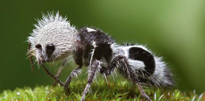 Najdziwniejsze i najbrzydsze zwierzęta świata