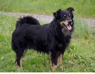Farmaceutyczni giganci zabiegają o rynek leków dla zwierząt