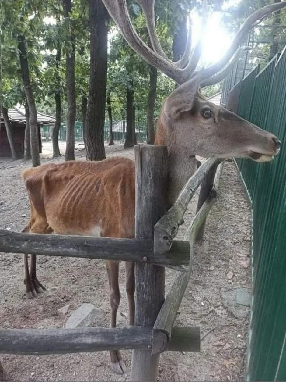 Jelen u borskom ZOO vrtu