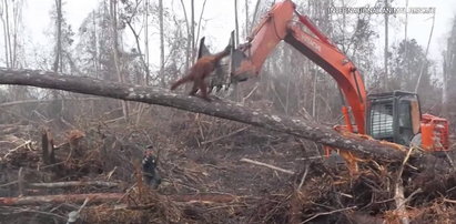 Rozpaczliwa walka orangutana z buldożerem