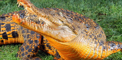 Horror! 15 tys. krokodyli uciekło z hodowli