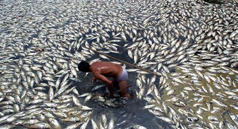 Dead fish float in a Chinese river