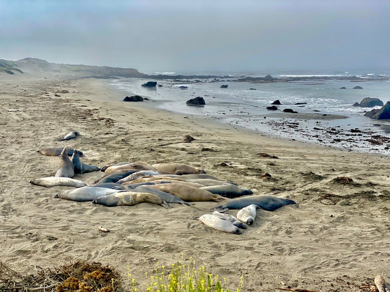 Słonie morskie na Elephant Seal Vista Point