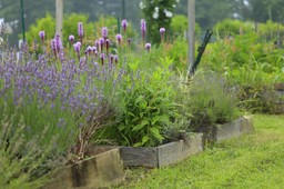 co będzie modne w ogrodach w 2026 roku? najnowsze trendy ogrodowe 2026 byliny na słońce i suszę