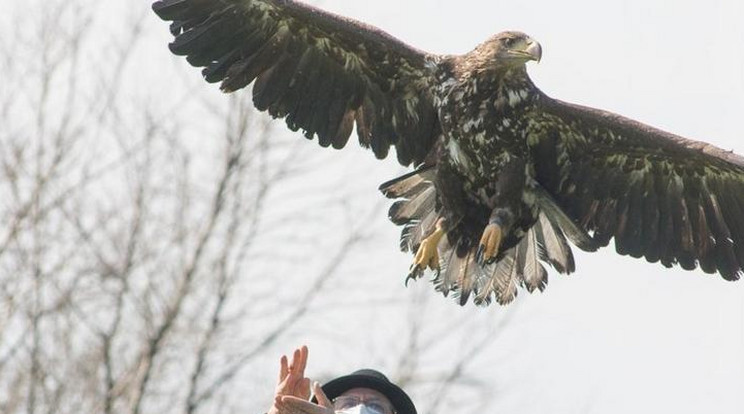 Az intézmény személyzetének köszönhetően számtalan madár jutott már vissza a természetbe /Fotó: Hortobágyi Madárpark - Madárkórház Alapítvány