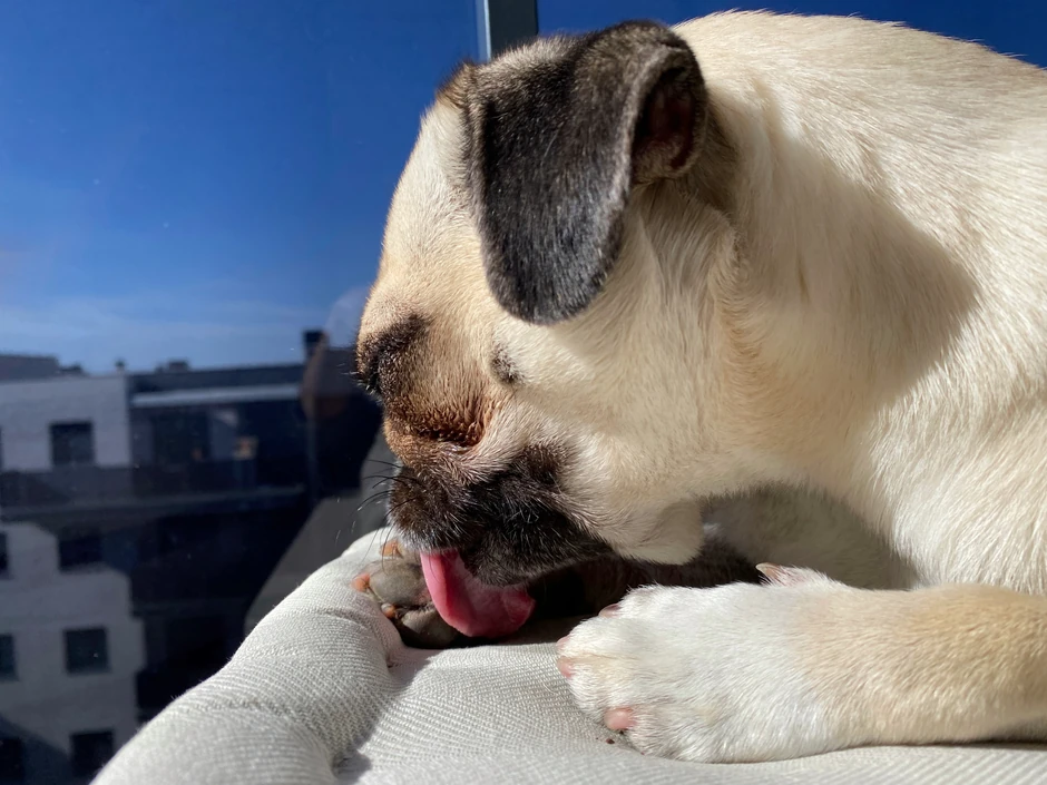 Pas liže svoje šape