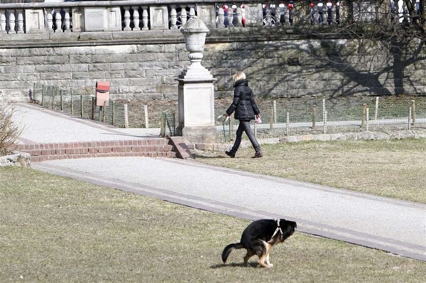 Torbicka sprząta po psie. Foto