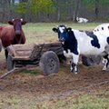 Załamanie nastrojów w polskim rolnictwie 