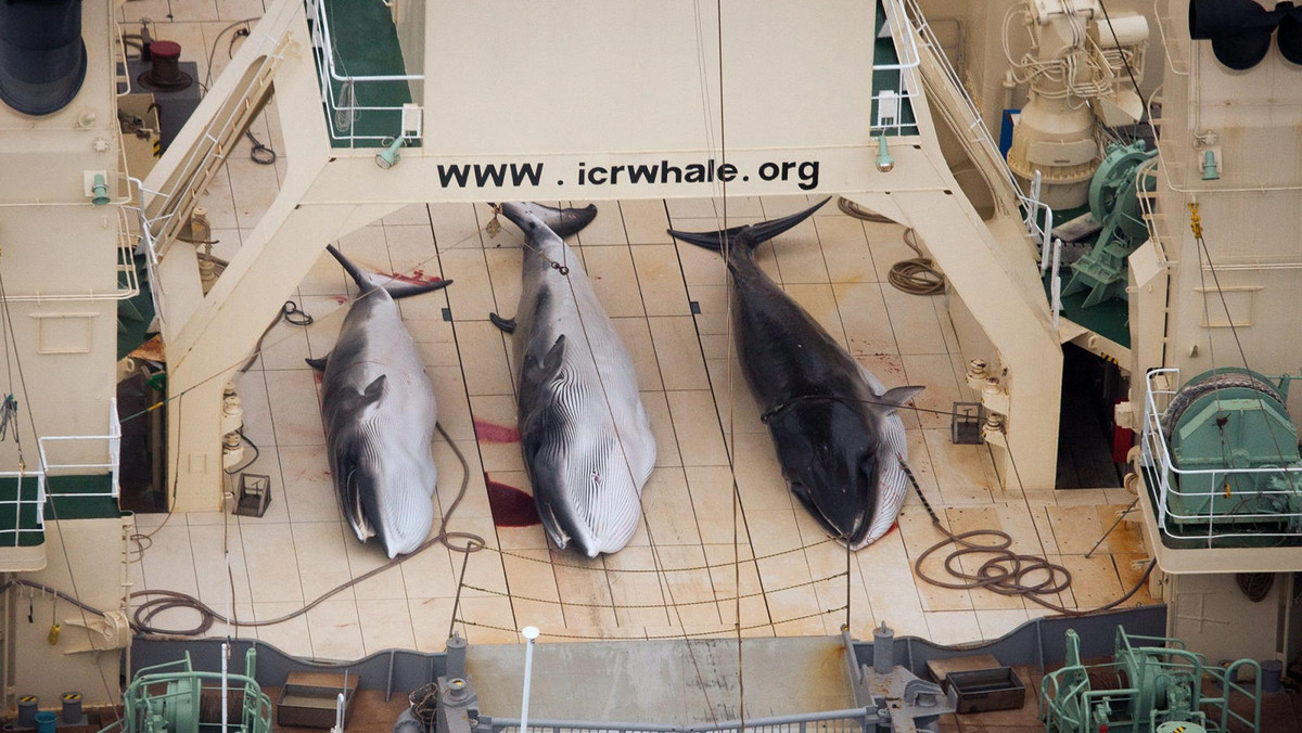 Międzynarodowy Trybunał Sprawiedliwości uznał w poniedziałek, że Tokio powinno cofnąć pozwolenia na połów wielorybów w celach naukowych na wodach antarktycznych. Japonia, choć "głęboko rozczarowana", podporządkuje się decyzji najwyższego organu sądowego ONZ.