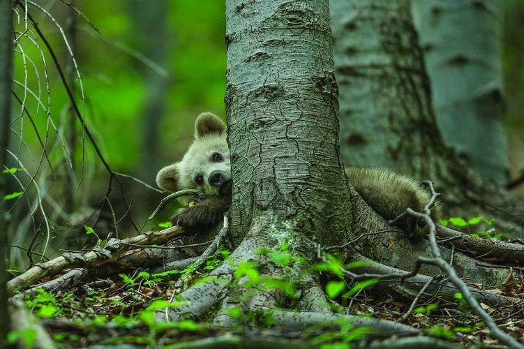 zdjęcie z albumu 'Opowieści z serca Tatr' / fot. Filip Zięba