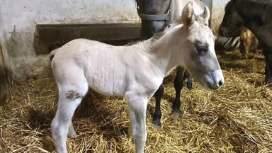 W Roztoczańskim Parku Narodowym urodził się "konik-symbol". Jego imię ma związek z WOŚP