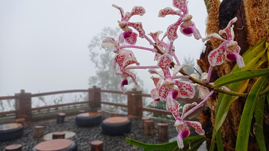 Ezt a közismert fűszert használom télen az orchideámnál, rengeteg virág lesz rajta Fotó: Getty Images