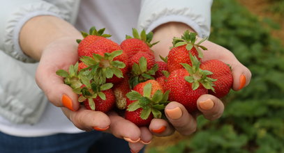 Tłum ogołocił rolnikowi pole z truskawek. Plantator się cieszy i chce jeszcze