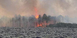 Trwa dogaszanie pożaru lasów w Miasteczku Śląskim