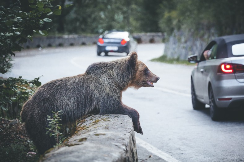 Pasager pe autostrada Transvagarasan