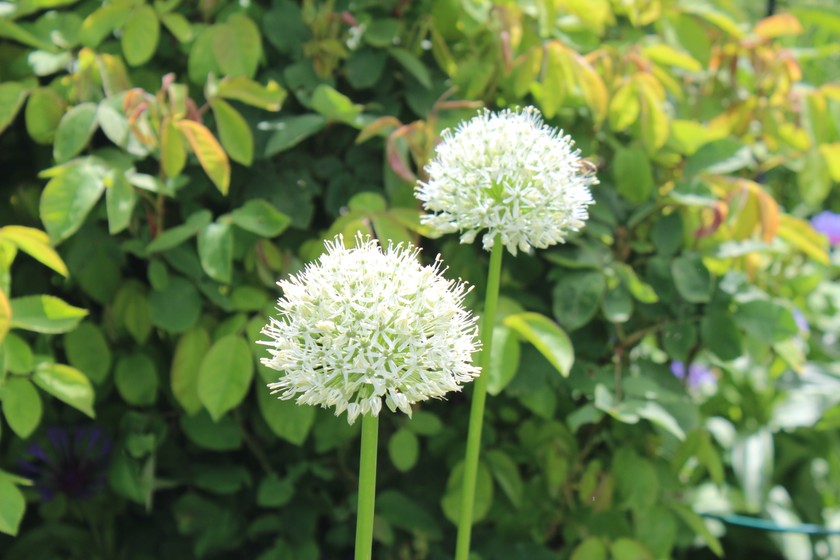 Dans le jardin paradisiaque de Rapperswil-Jona, le visiteur est toujours en admiration. 