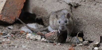 Plaga szczurów we Wrocławiu. Są wszędzie!