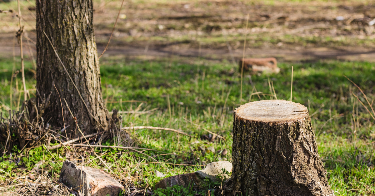 Czy w 2026 roku można wyciąć drzewo bez zezwolenia? Jaka kara za wycięcie drzewa bez pozwolenia?