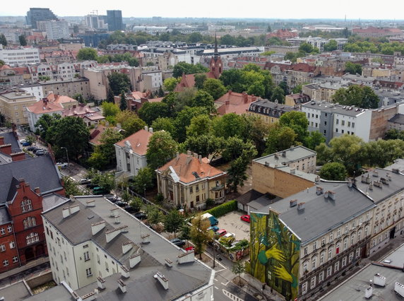 Szukasz egzotyki? Przytul się do drzewa! Nowy mural ozdobił Jeżyce w Poznaniu