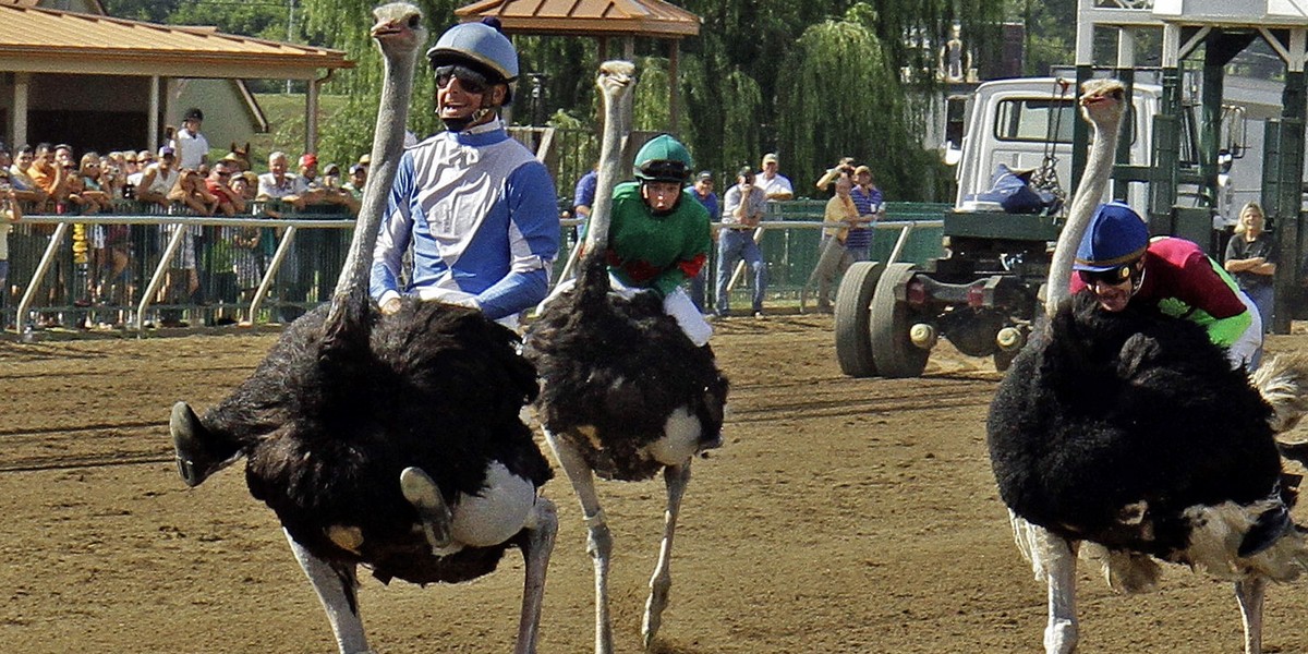 Strusi wyścig jest bardzo popularną dyscypliną... sportu