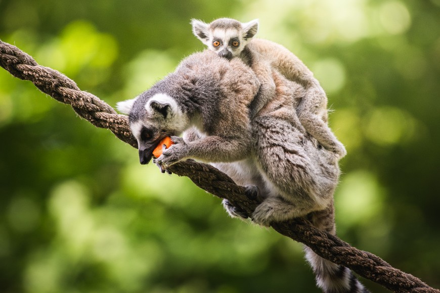 Karmienie - lemurów katta. Na zdjęciu samica z młodym