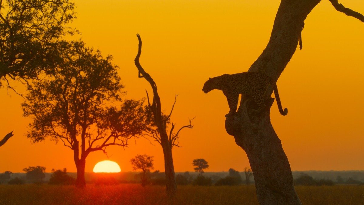 "Królestwo zwierząt"