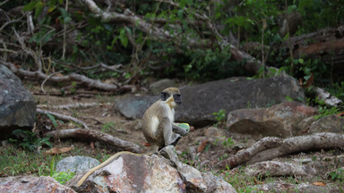 Rząd zlecił wytępienie całej populacji małp z Sint Maarten. Zabiją co najmniej 450 zwierząt