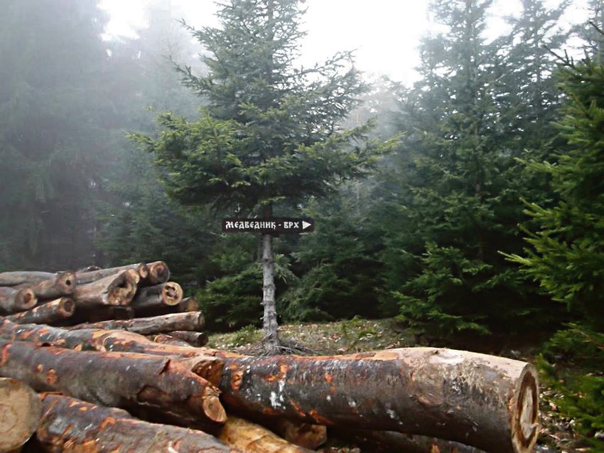 Bogaćenje ili redovna seča: Srušena stabla na Medvedniku