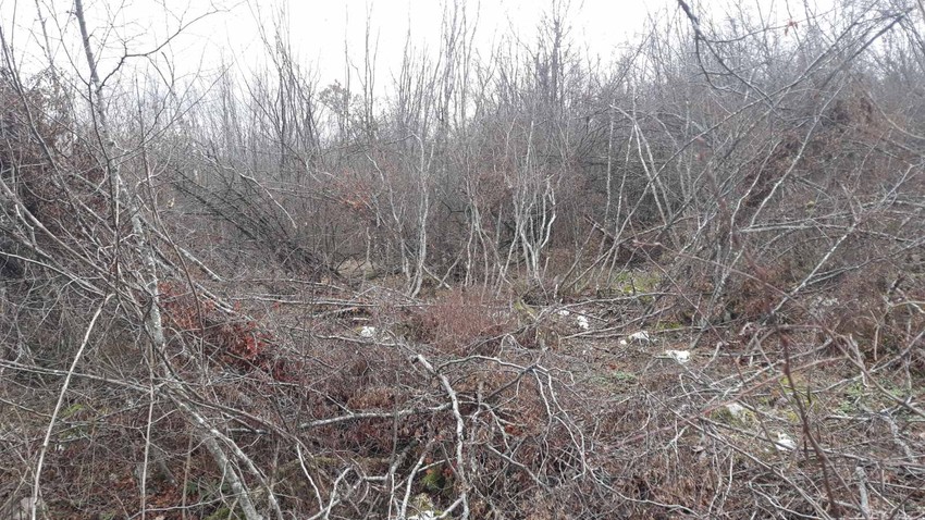 Potraga za Malčanskim berberinom