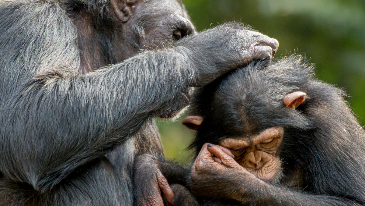 Szympansy: naukowcy po raz pierwszy odkryli trąd u zwierząt w Afryce