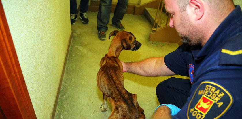 Strażnicy Animal Patrolu uratowali zagłodzone psy