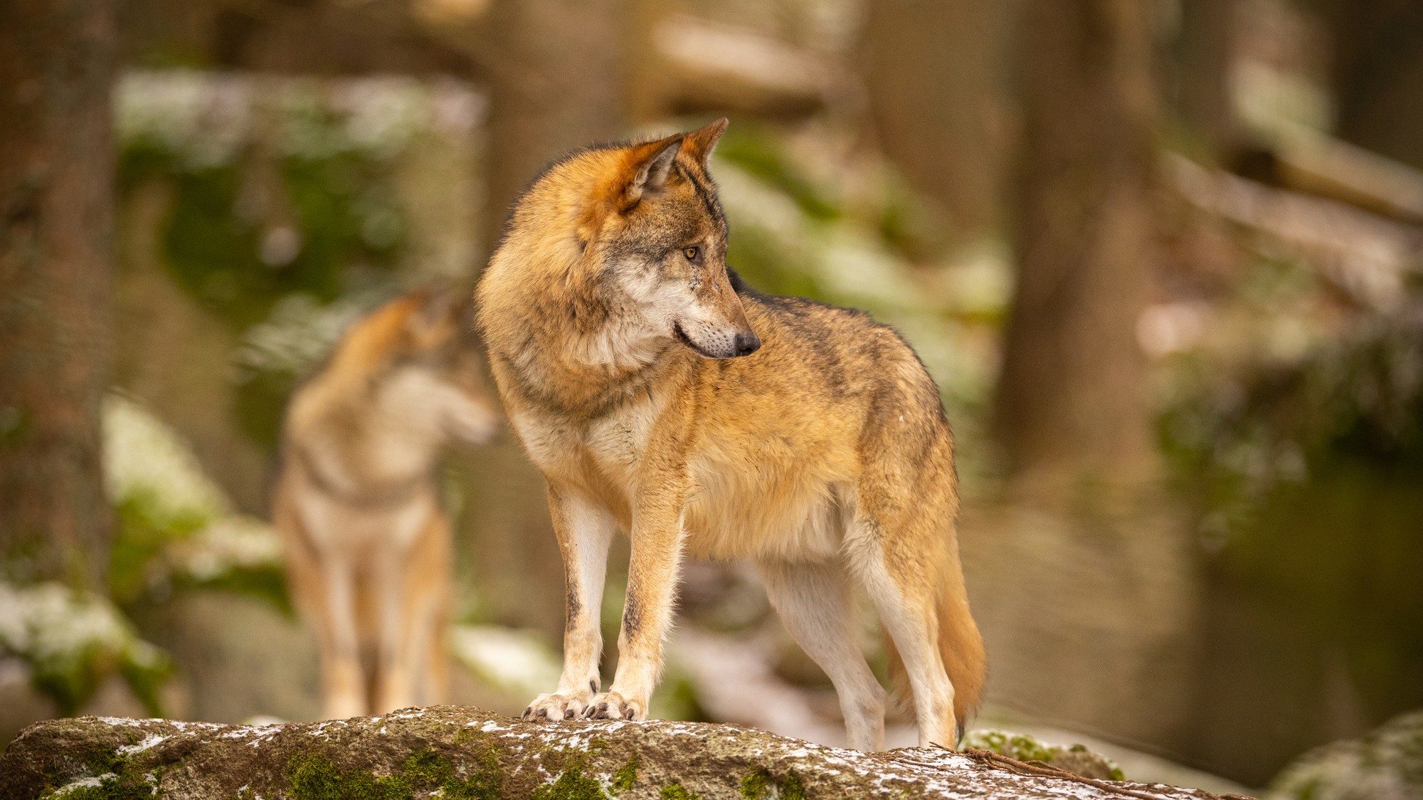 Ste dravý stratég, majster improvizácie alebo rozvážna sila prírody? Zistite, aké inštinkty v skutočnosti riadia váš život.