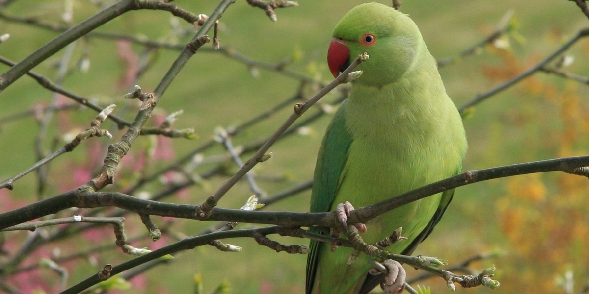 rose-ringed parakeet