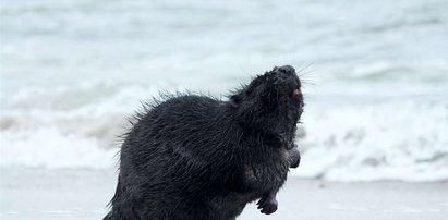 Bobry na plaży