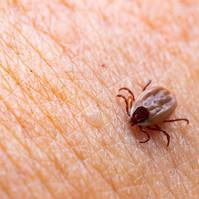 FSME-vírus és Lyme-kór: hogyan különböztethető meg a két, kullancsok által terjesztett betegség?