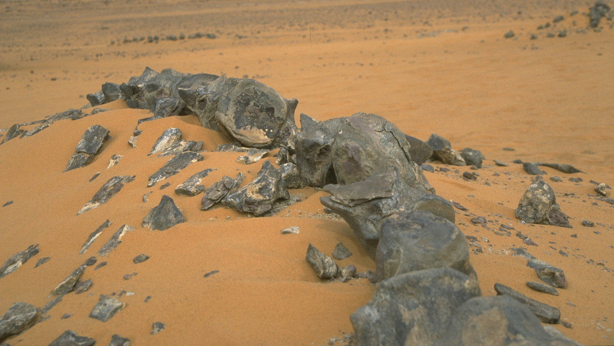 Znaleziska archeologiczne na pustyni w Nigrze. 20 ton kości dinozaurów