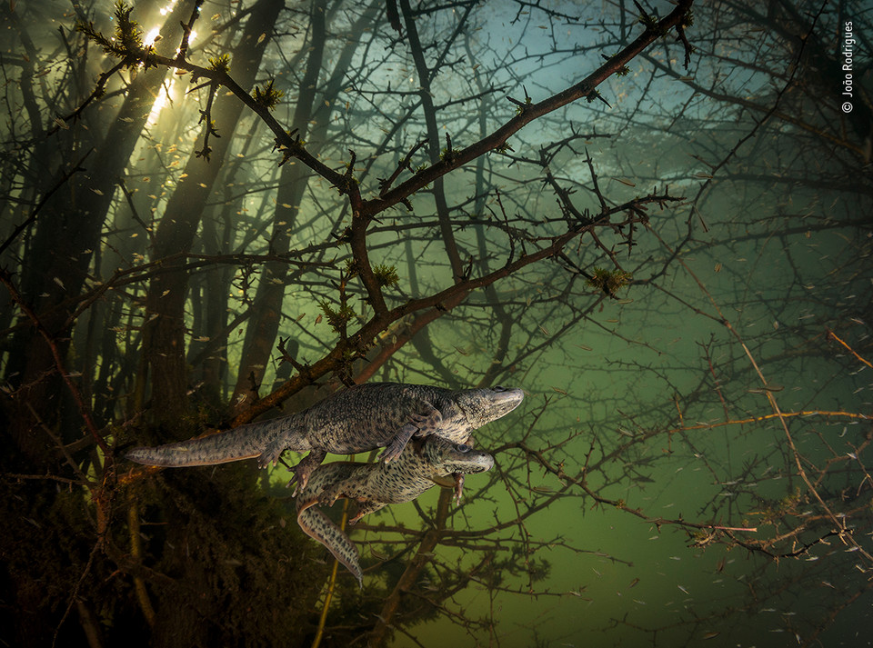 Zwycięzcy Wildlife Photographer of the Year 2021