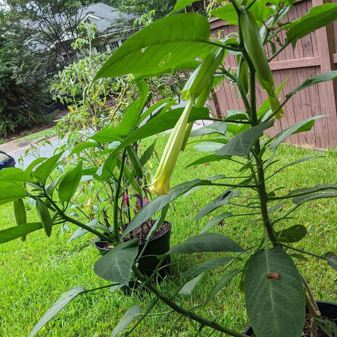 Brugmansia je jedna z najnebezpečnejších rastlín na svete.